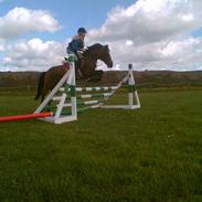 New Forest Cheri**solgt**