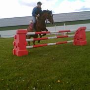 New Forest Cheri**solgt**