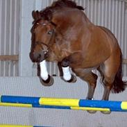 Hollandsk Varmblod Sjonnie