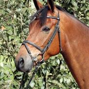 Hollandsk Varmblod Sjonnie