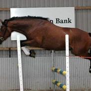 Hollandsk Varmblod Sjonnie