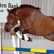 Hollandsk Varmblod Sjonnie