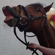 Anden særlig race Star Fighter