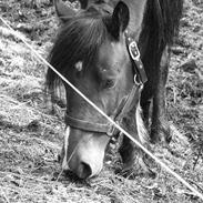 Koldblodstraver Alvanesen