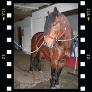 Koldblodstraver Alvanesen