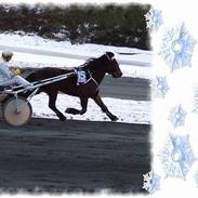 Koldblodstraver Alvanesen