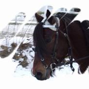 Koldblodstraver Alvanesen