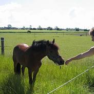 New Forest Toronto (R.I.P)