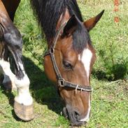 Fuldblod (XX) Milton (SOLGT)