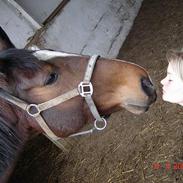 Fuldblod (XX) Milton (SOLGT)