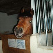 New Forest Toronto (R.I.P)