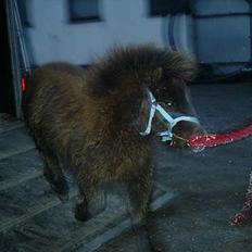 Shetlænder Lillegaard's Fugy