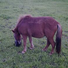 Shetlænder Lillegaard's Fugy