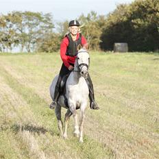 Pinto Araber Lauge's Candyfloss