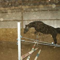 Dansk Varmblod Søholms Halina "OBS. STJÅLET" !!