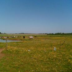 Anden særlig race Teilmandsmindes Sharocko†14.05.2012†