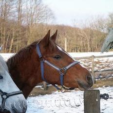 Connemara Skærgårdens Mc. SOLGT