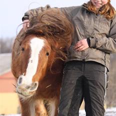 Irish Cob SPIRIT