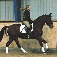 Dansk Varmblod Bailey *SOLGT*