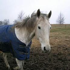 Dansk Varmblod Vennelunds Nala *R.I.P*