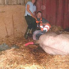 DSP ahorn magic  suviver