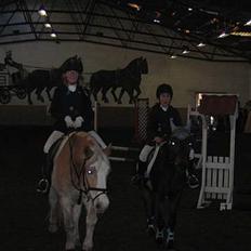 Anden særlig race  Elevhest Robin