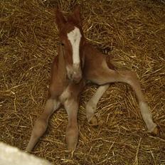 Frederiksborg Milâno Ålbækkegård (Død)