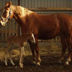 Frederiksborg Milâno Ålbækkegård (Død)
