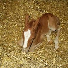 Frederiksborg Milâno Ålbækkegård (Død)