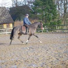 Dansk Varmblod Moonligt *Solgt*