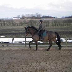 Dansk Varmblod Moonligt *Solgt*