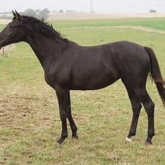 Dansk Varmblod La bell Noir