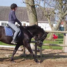 Dansk Varmblod La bell Noir