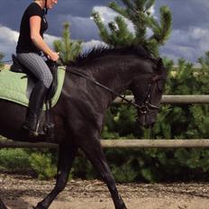 Dansk Varmblod La bell Noir