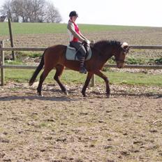 Anden særlig race Pixi *Død*