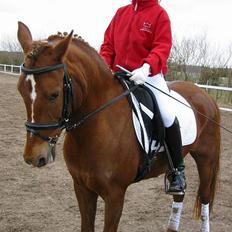 Hollandsk Sportspony Aerobic- Aflivet