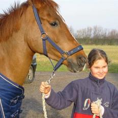 Hollandsk Sportspony Aerobic- Aflivet