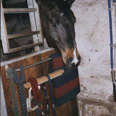 Dansk Varmblod Uno Wunderboy