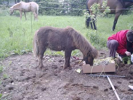Shetlænder Lillegaard's Fugy - "jeg smager lige på blomsterne" billede 1