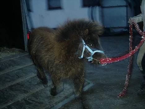 Shetlænder Lillegaard's Fugy - så er han lige kommet hjem,, og er på vej ud ad traileren.. billede 2