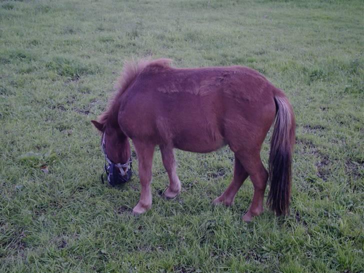 Shetlænder Lillegaard's Fugy - Fugy´s lille kønne hovede.. billede 3