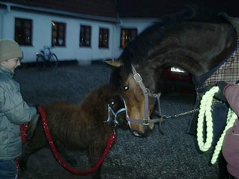 Shetlænder Lillegaard's Fugy billede 4