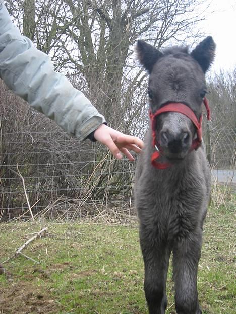 Shetlænder | kærholms  Fie «3  - Fie da hun var lille :P billede 12