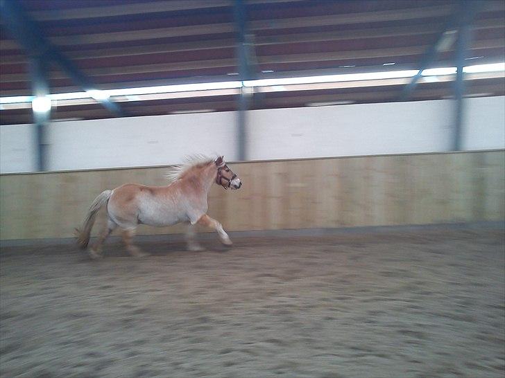 Haflinger Asterix (Gamle hest) - NYT. Asterix løs i ridehallen, en af de dage han ikke var ude pga. glathed :-) billede 13