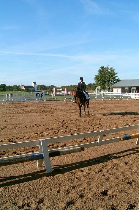 Anden særlig race Dixie Solgt - lindegårdensrideklub. 10\11 sep 05  billede 2