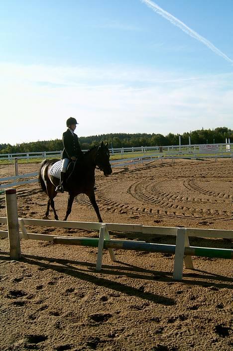 Anden særlig race Dixie Solgt - Lindegårdensrideklub 10\11 sep 05  billede 3