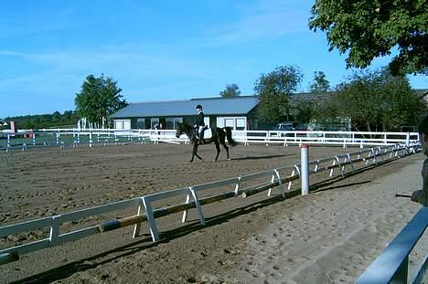 Anden særlig race Dixie Solgt - Lindegårdensrideklub. 10\11 sep 05  billede 4