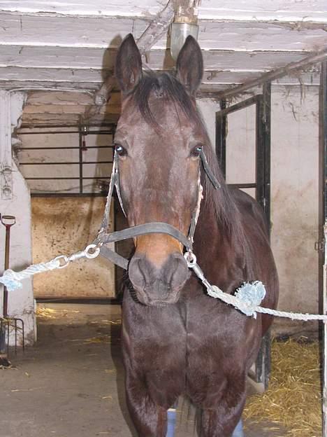 Traver Elliot Swing (Fjot) Død) - Hans smukke hoved billede 8