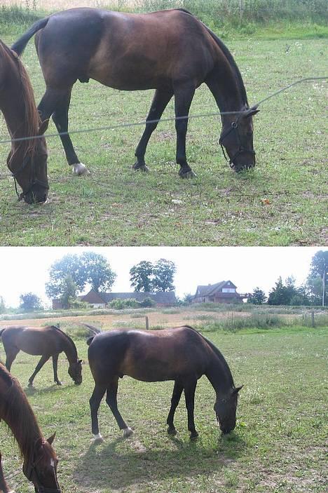 Traver Elliot Swing (Fjot) Død) - Fjot på fold.  billede 9