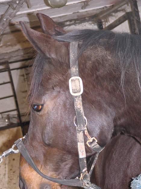 Traver Elliot Swing (Fjot) Død) - Hans dejlige hoved billede 11